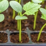 Šta učiniti ako se sadnice krastavca ispruže